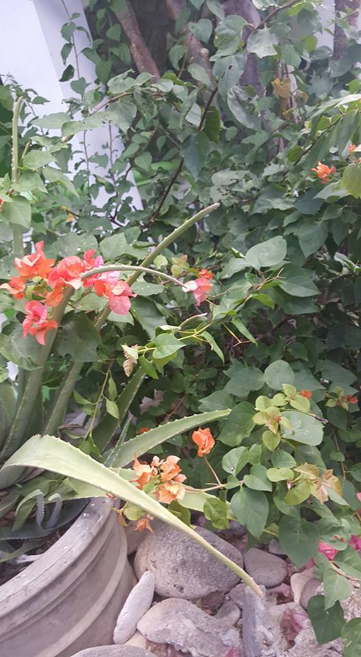 The Flower of Resilience 
The bougainvillea,Grenada's national pride, she blooms through storms.Her beauty is not fragile;it is forged in trials and tribulations. Bent by winds,tested by time,yet she rises and survives it all resilient always.